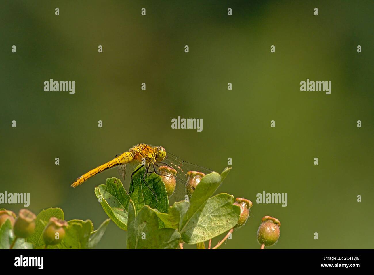 Dragonfly darter comune, seduto su una foglia - Sympetrum striolatum Foto Stock