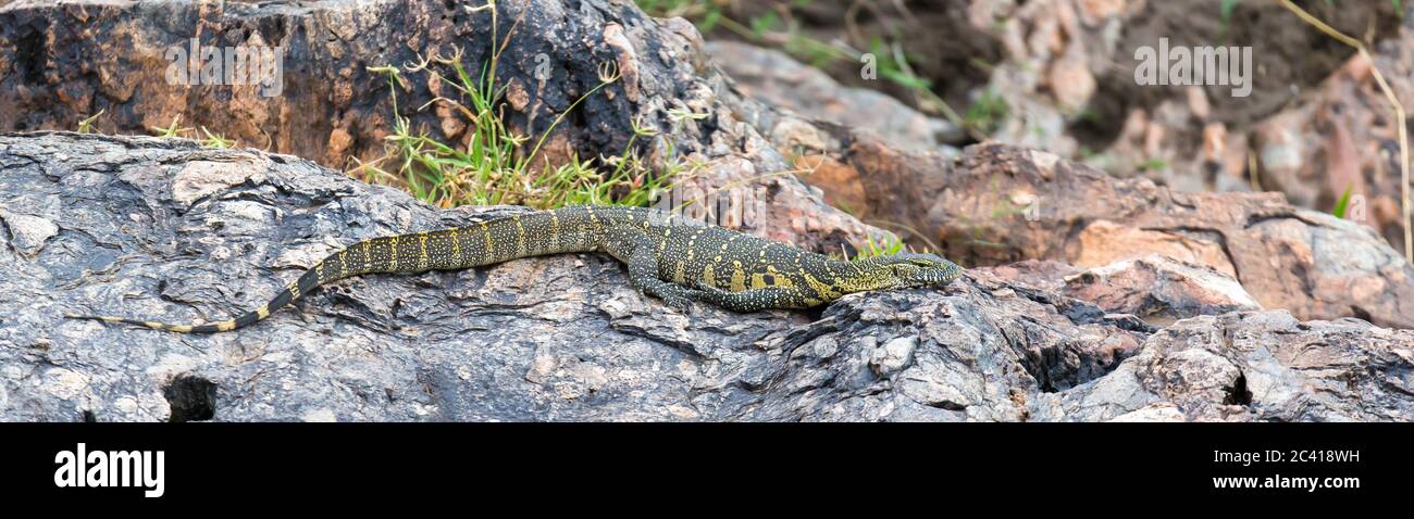 Un coccodrillo si trova sulle pietre vicino all'acqua Foto Stock