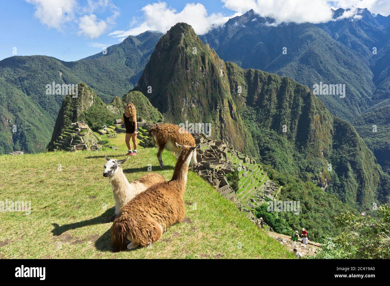 Llama di fronte al Santuario storico di Machu Picchu, giorno di sole, Cuzco, Valle Sacra, Perù Foto Stock