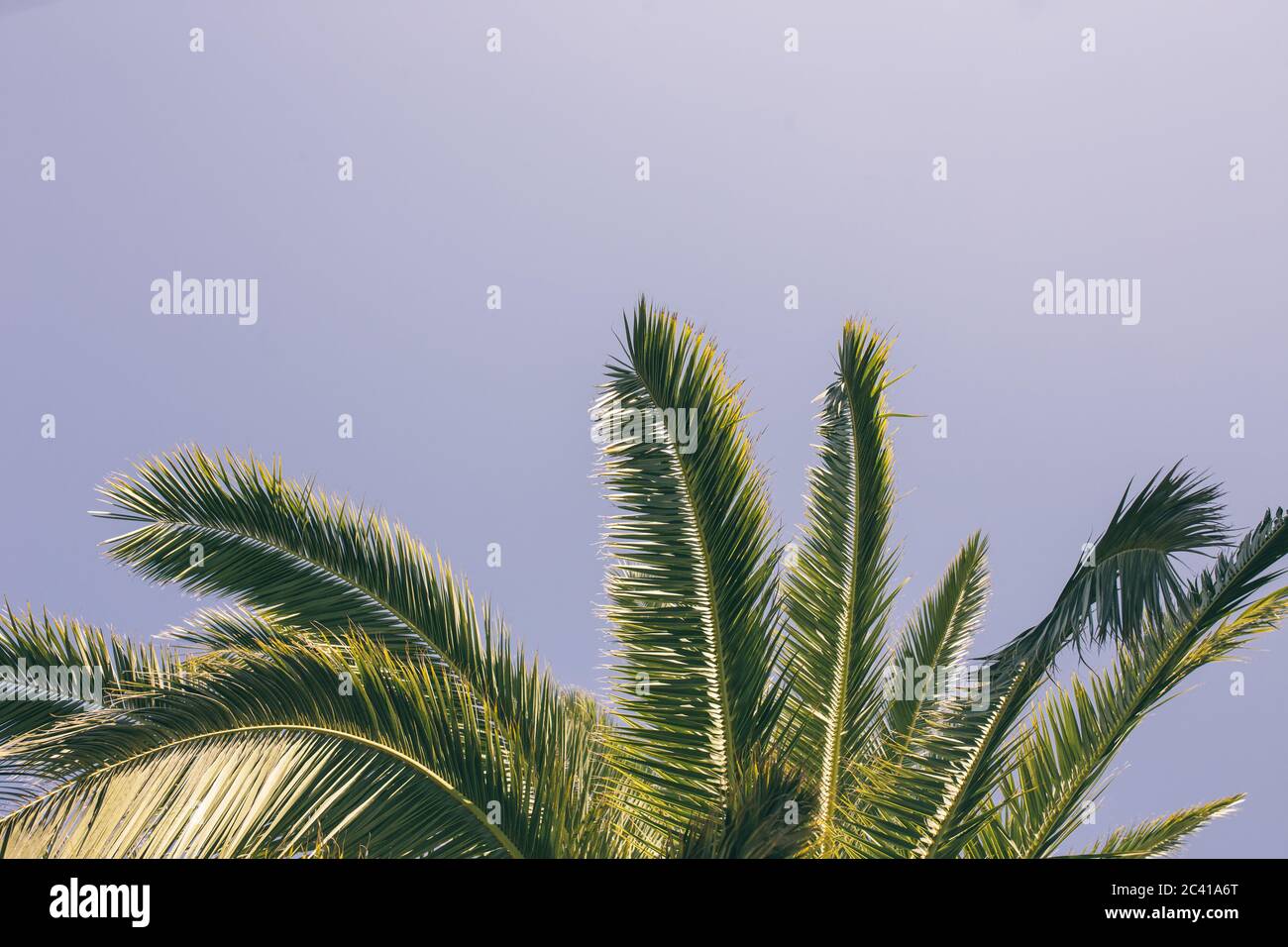 Vista dal basso delle foglie di palma Foto Stock