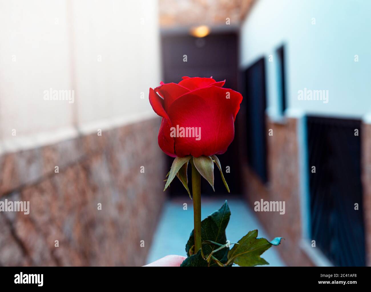 Portare Rose a porta per il concetto di relazione Date Night Foto Stock