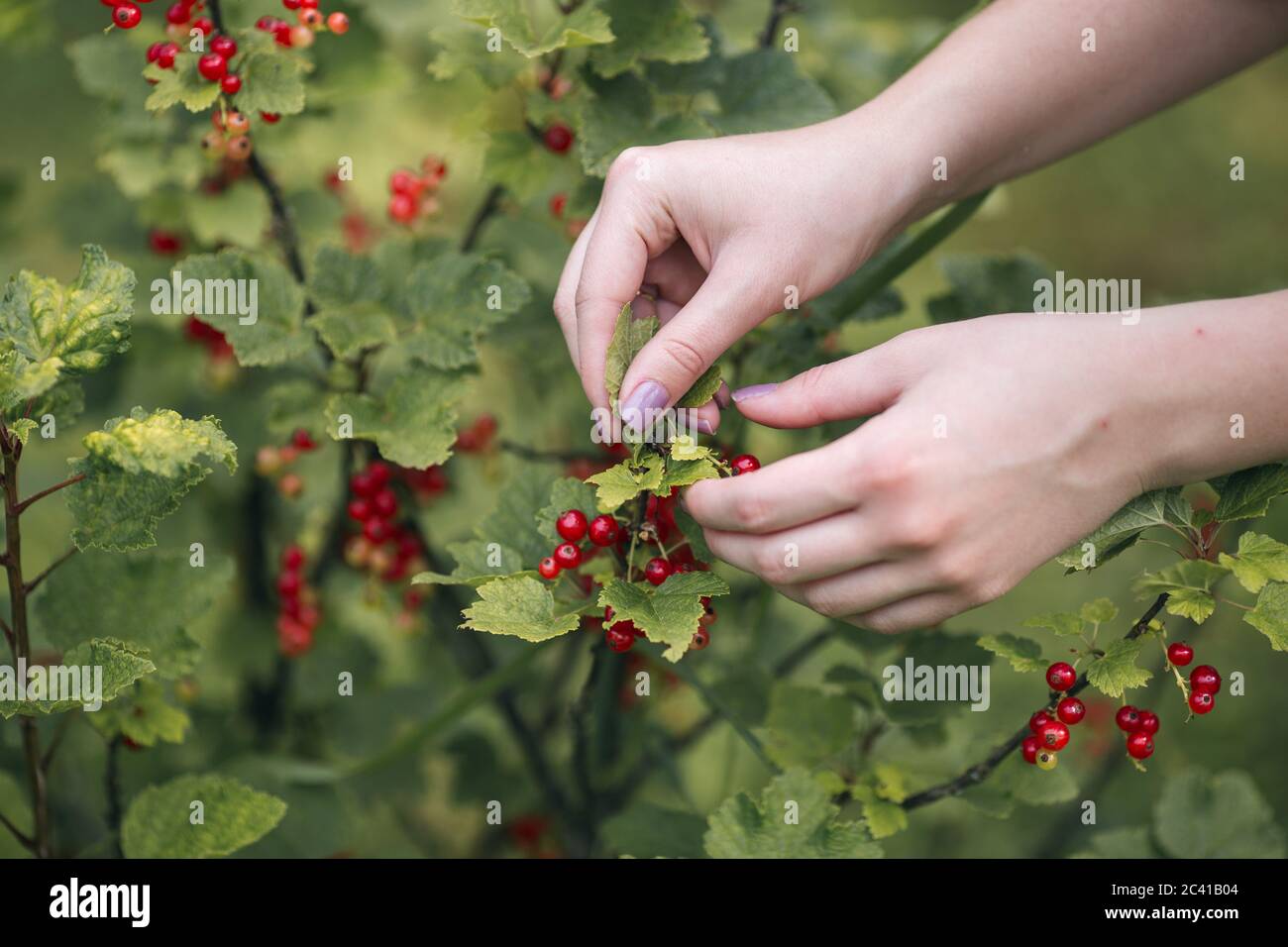 Donna picking ribes rosso dalla struttura ad albero Foto Stock