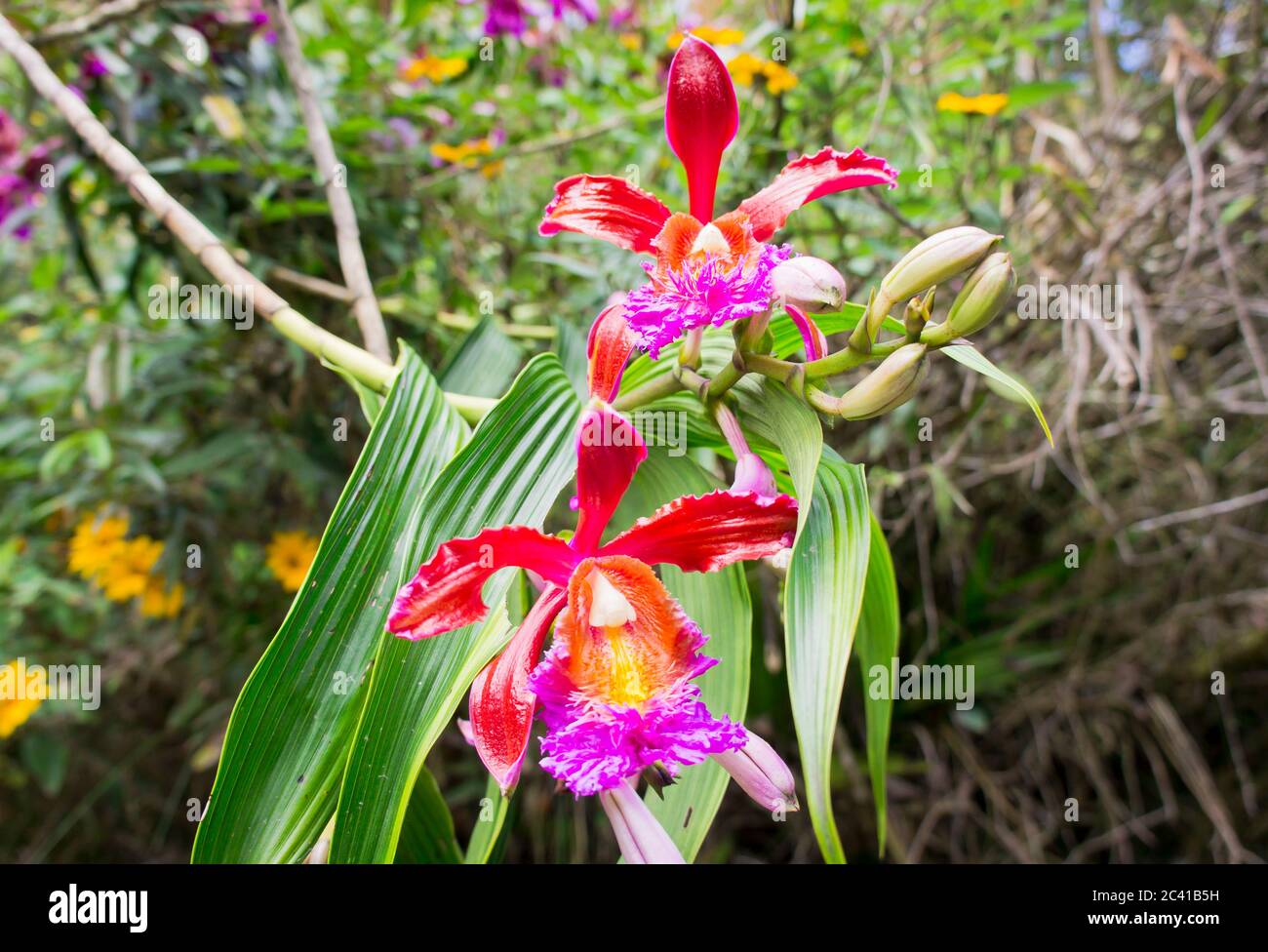 Orchidee dal Santuario storico di Machu Picchu, giorno di sole, Cuzco, Valle Sacra, Perù Foto Stock