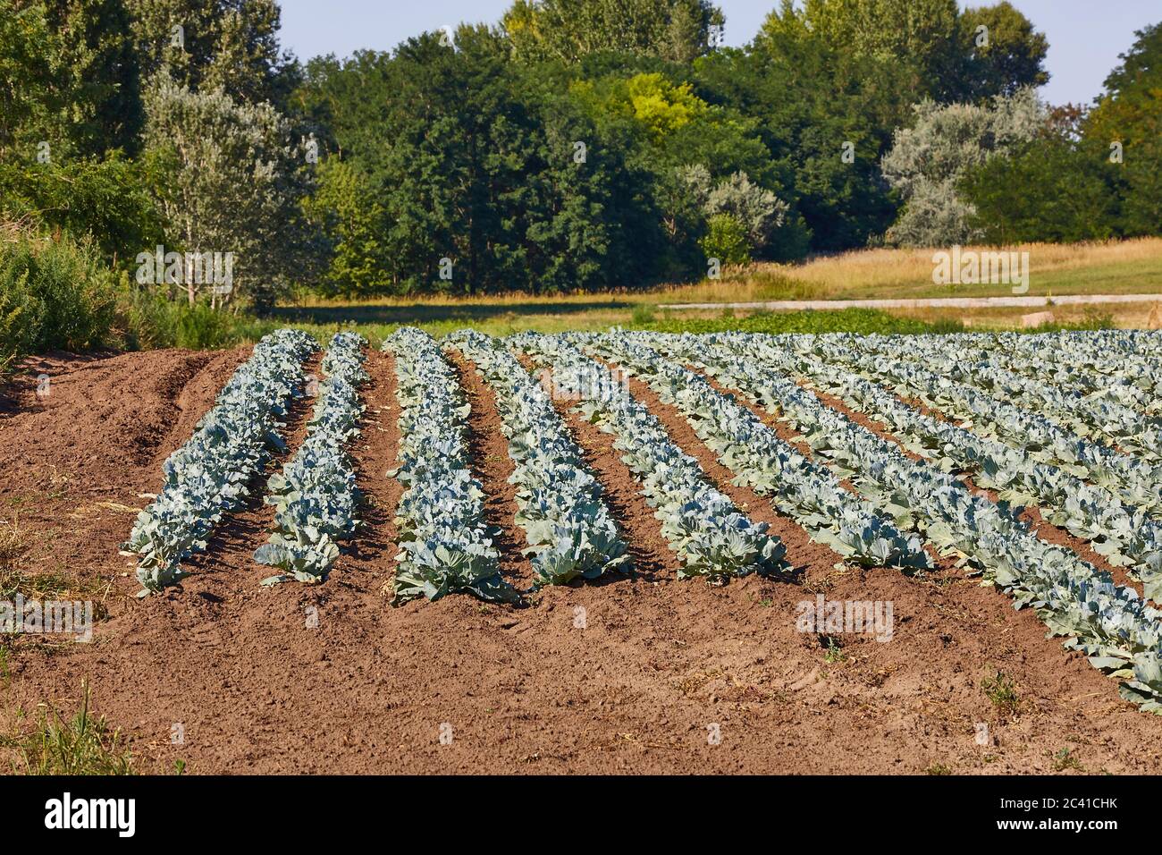 Agricola Campo di cavolo Foto Stock