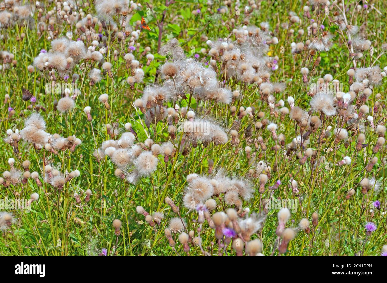 Dissolvenza del dolo di graffio, arvense di cirsium, formazione di semi Foto Stock