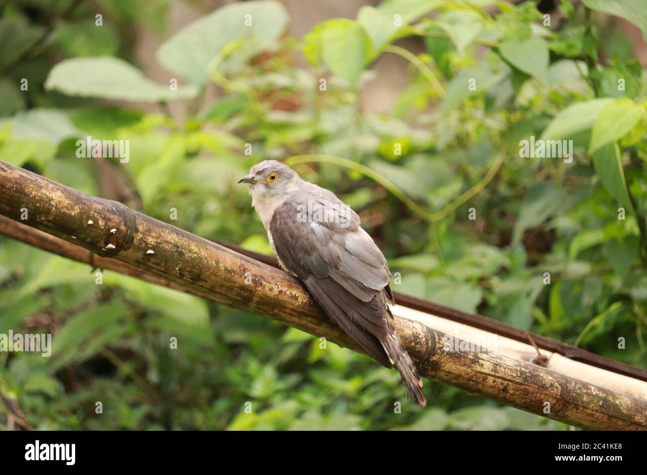 Le canzoni più popolari Birds Cuckoo è seduto nel Bamboo. Foto Stock