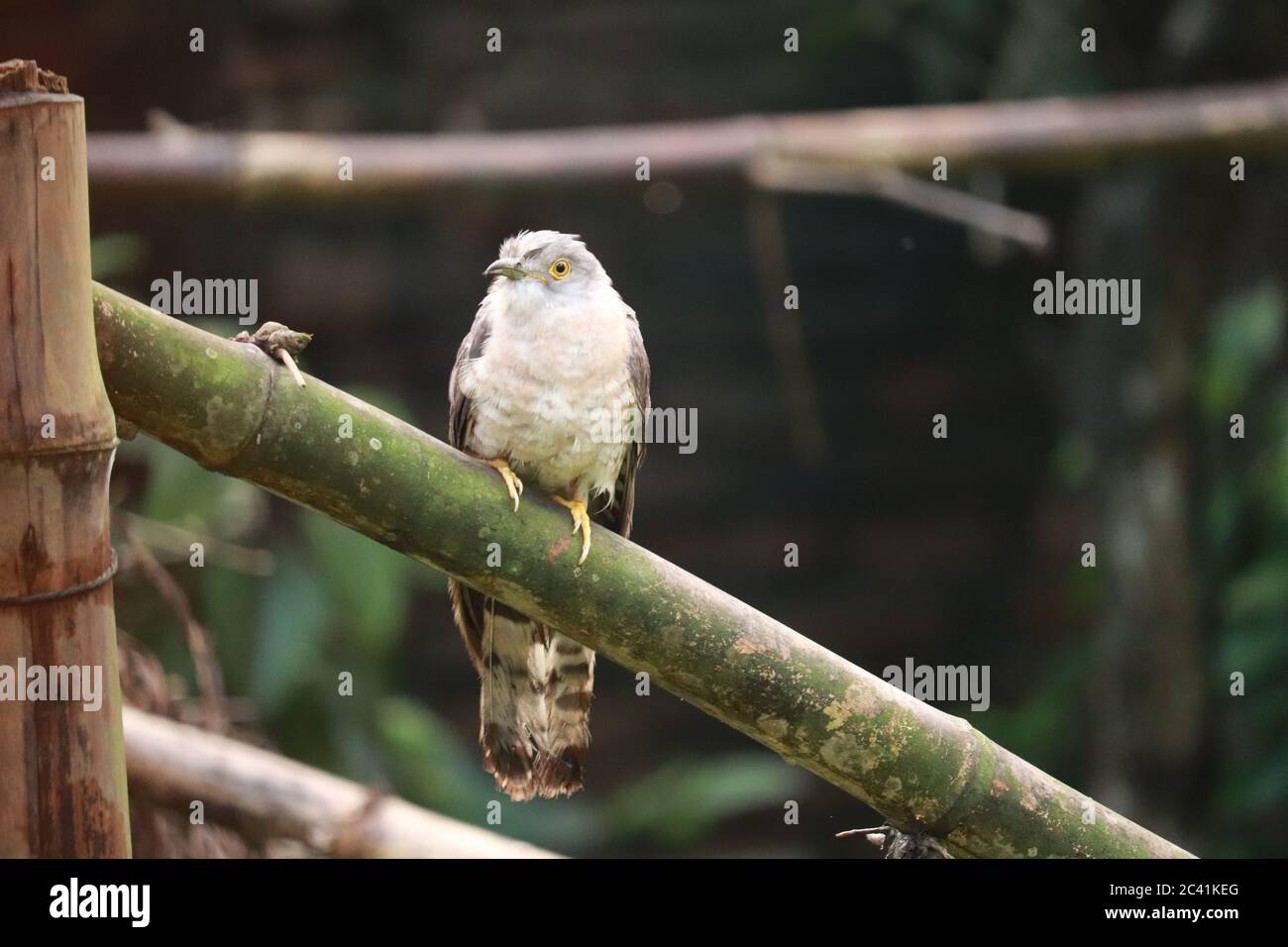 Le canzoni più popolari Birds Cuckoo è seduto nel Bamboo. Foto Stock