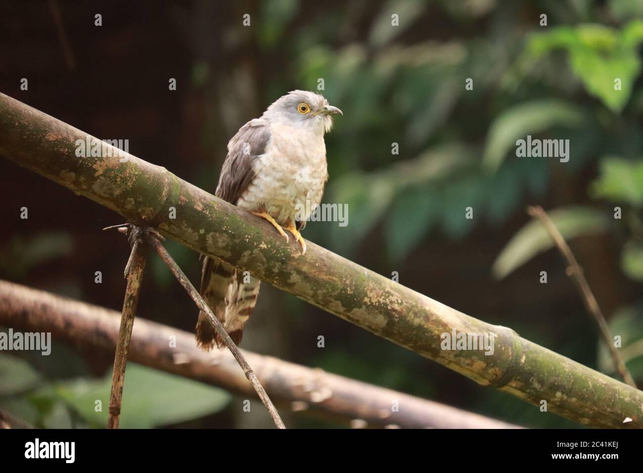Le canzoni più popolari Birds Cuckoo è seduto nel Bamboo. Foto Stock