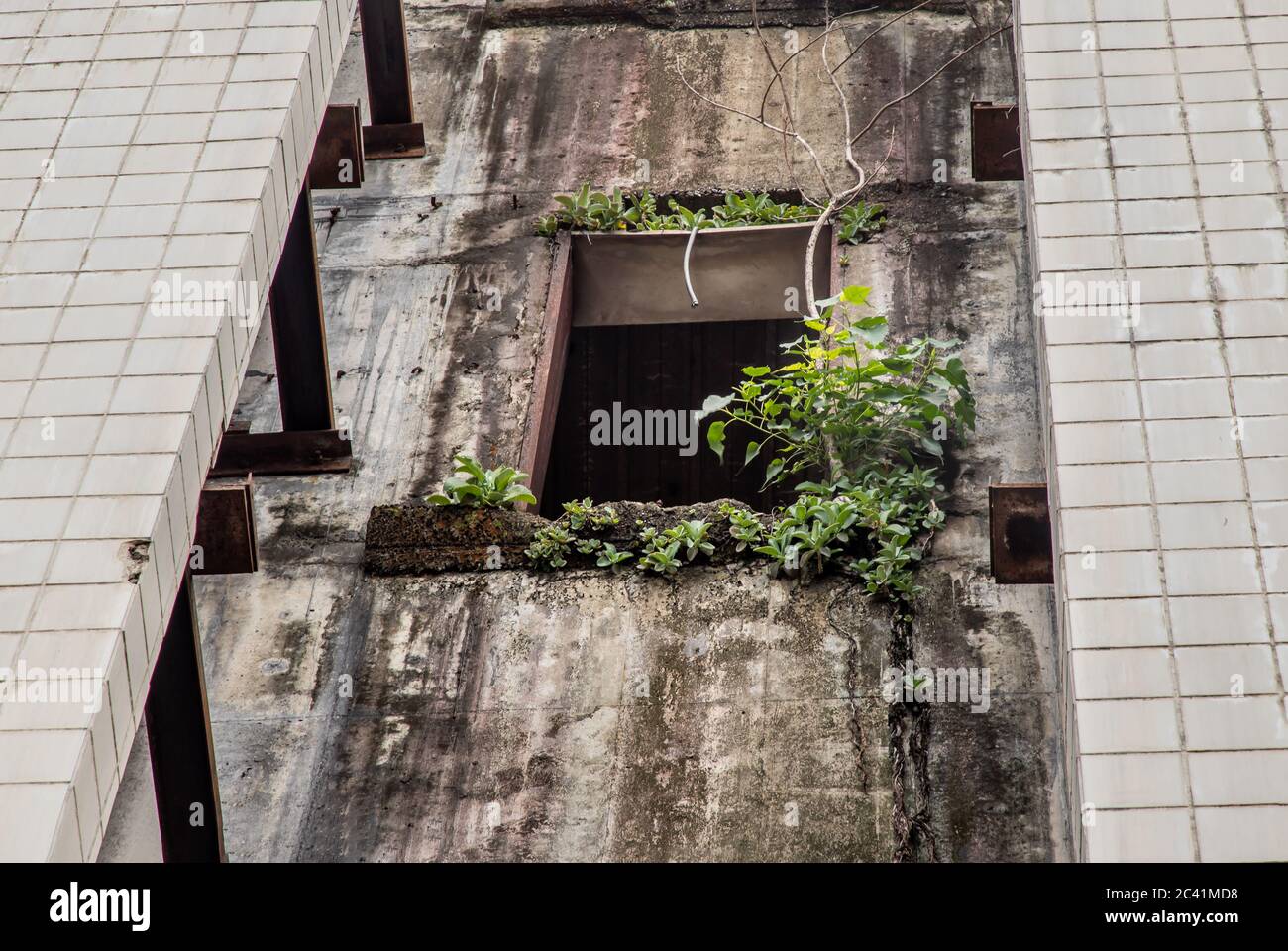 L'albero crescente alla finestra di edificio abbandonato. Edifici in decadimento Foto Stock