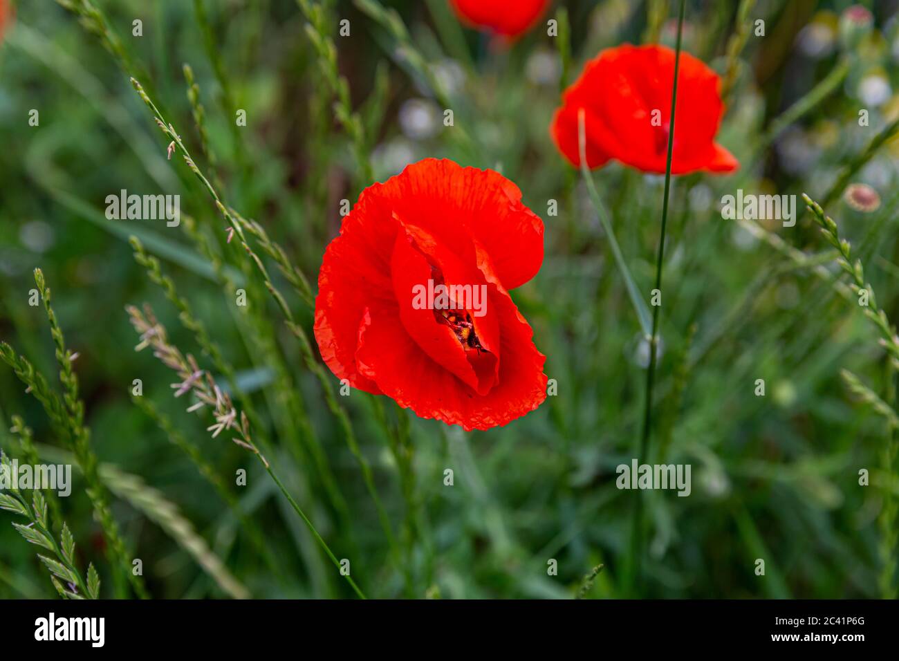 Papavero comune con i suoi petali rossi vivace leggermente chiuso tra cespugli con verde fogliame con uno sfondo sfocato, Limburgo meridionale, Paesi Bassi ho Foto Stock