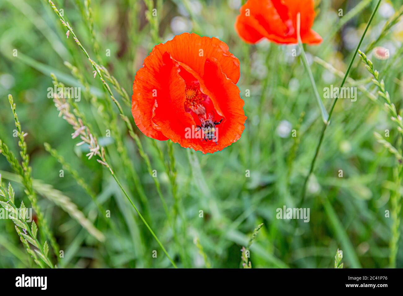 Ape all'interno di un papavero comune con i suoi petali rossi vividi tra cespugli con verde fogliame con uno sfondo sfocato, Limburgo meridionale, Olanda Foto Stock