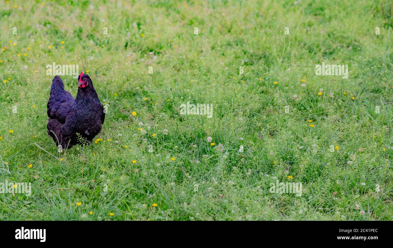 Gallo di colore nero brillante in posizione in un corrale con erba verde con piccoli fiori gialli con sfondo sfocato Foto Stock