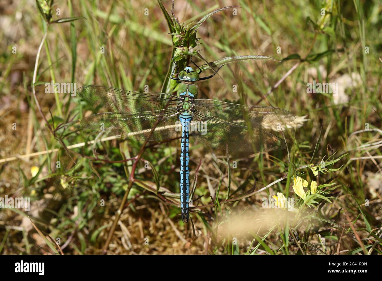 Un imperatore maschio stupefacente Dragonfly, imperatore di anax, che perching basso su una pianta in un prato. Foto Stock