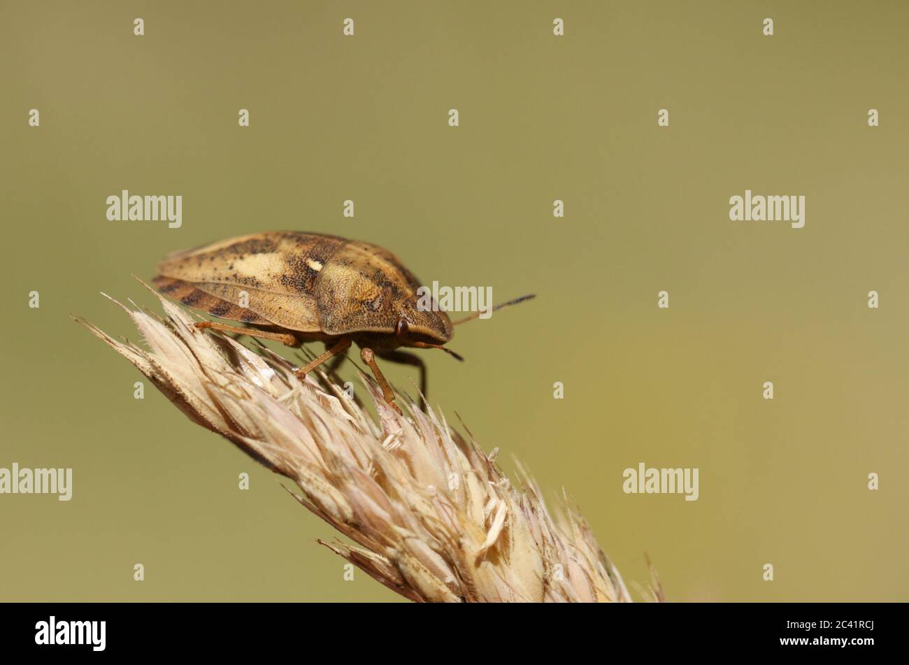 Un Tortoise Bug, Eurygaster testudinaria, in piedi su una testa di seme d'erba in un prato. Foto Stock