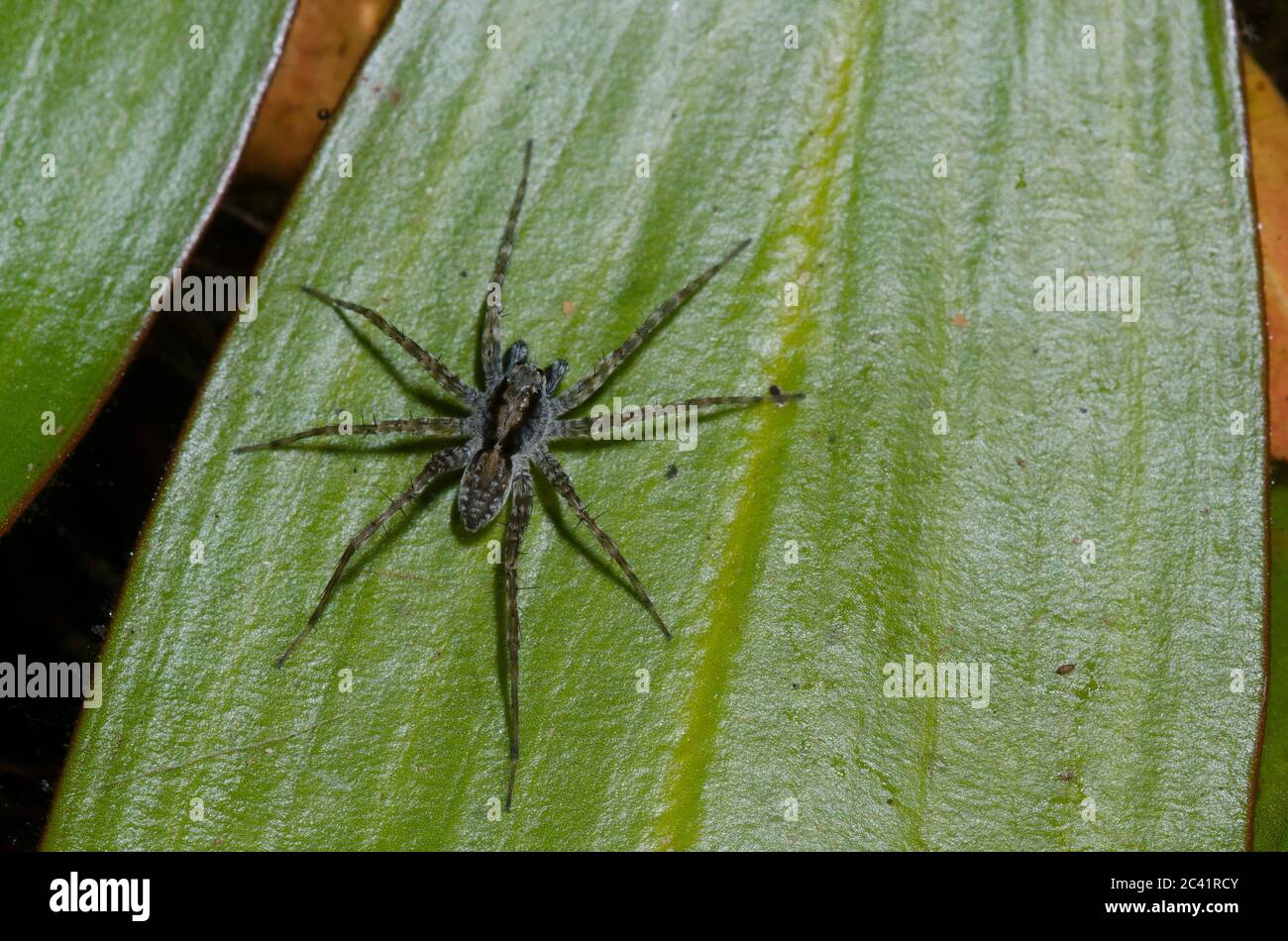 Thinlegged Wolf Spider, Pardosa sp., maschio Foto Stock