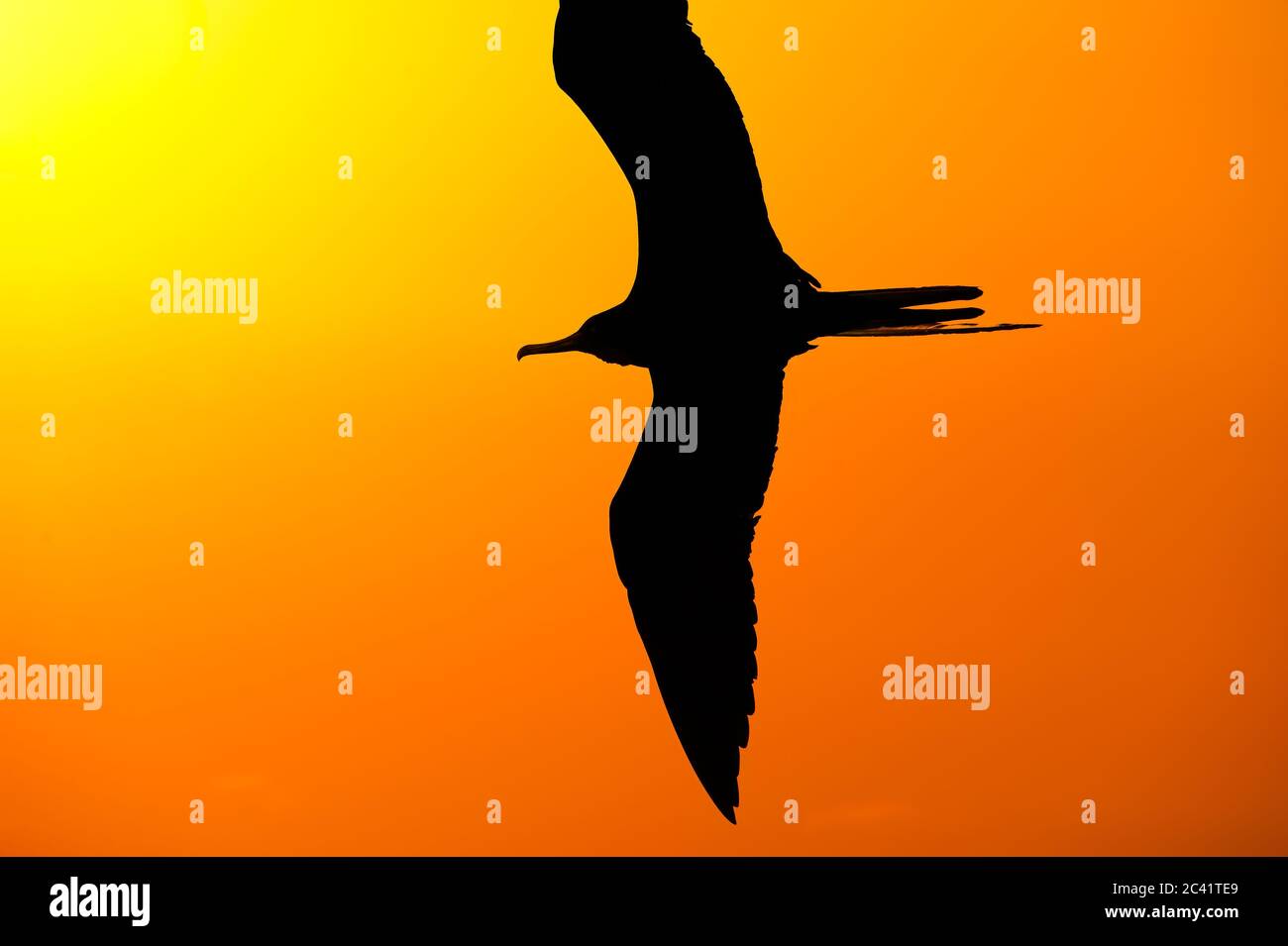 Una silhouette di uccello sta volando contro un cielo arancione colorato e un sole giallo luminoso Foto Stock
