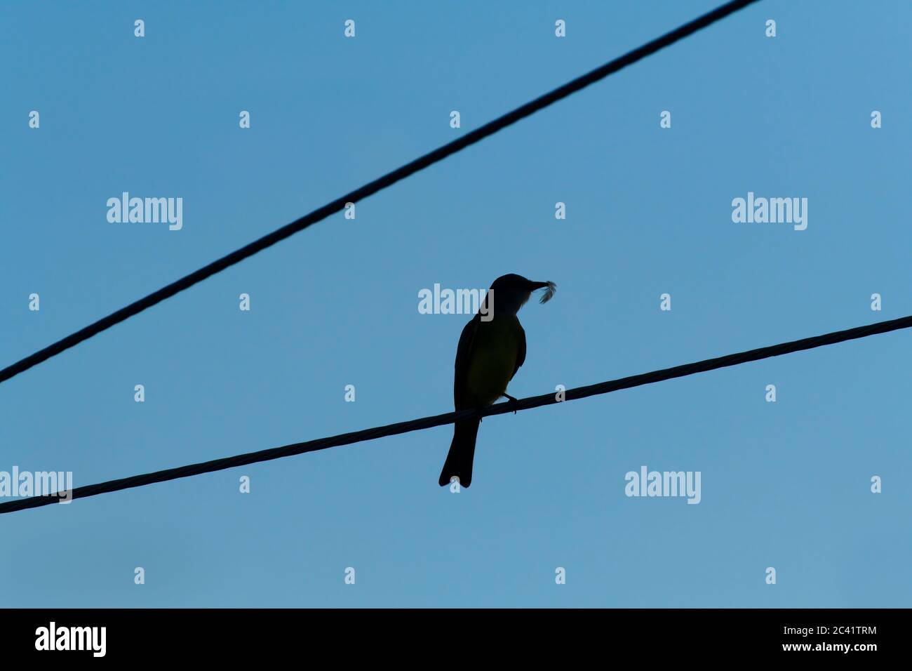 Una silhouette di uccello è appollaiata su un filo con una piuma dettagliata in esso è becco Foto Stock