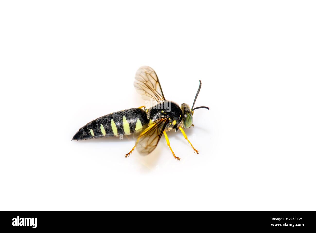 Maschio Sand Wasp - Bicyrtes quadrifasciatus - su sfondo bianco Foto Stock