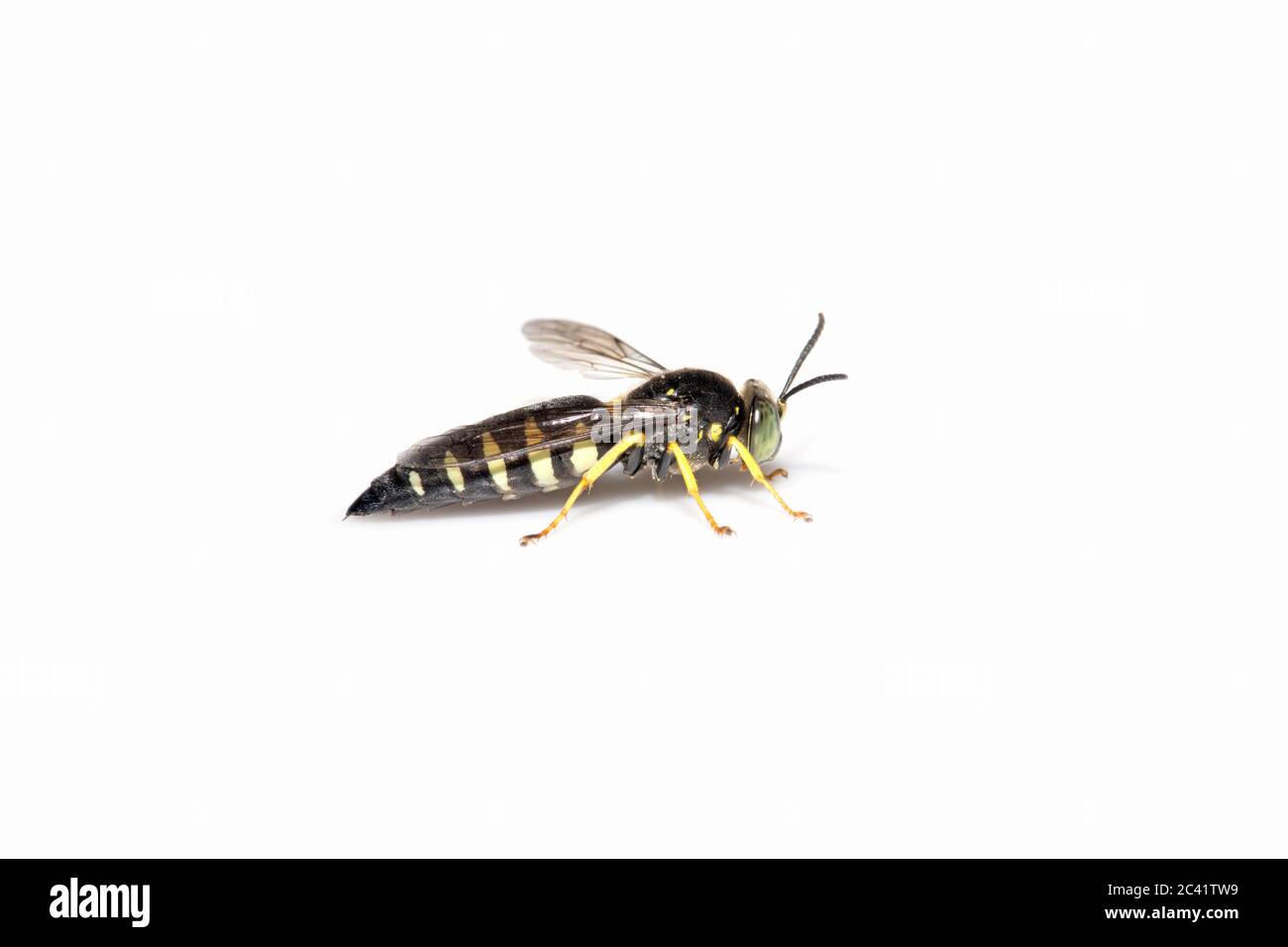 Maschio Sand Wasp - Bicyrtes quadrifasciatus - su sfondo bianco Foto Stock