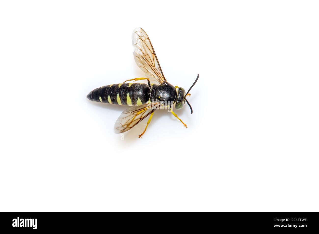 Maschio Sand Wasp - Bicyrtes quadrifasciatus - su sfondo bianco Foto Stock
