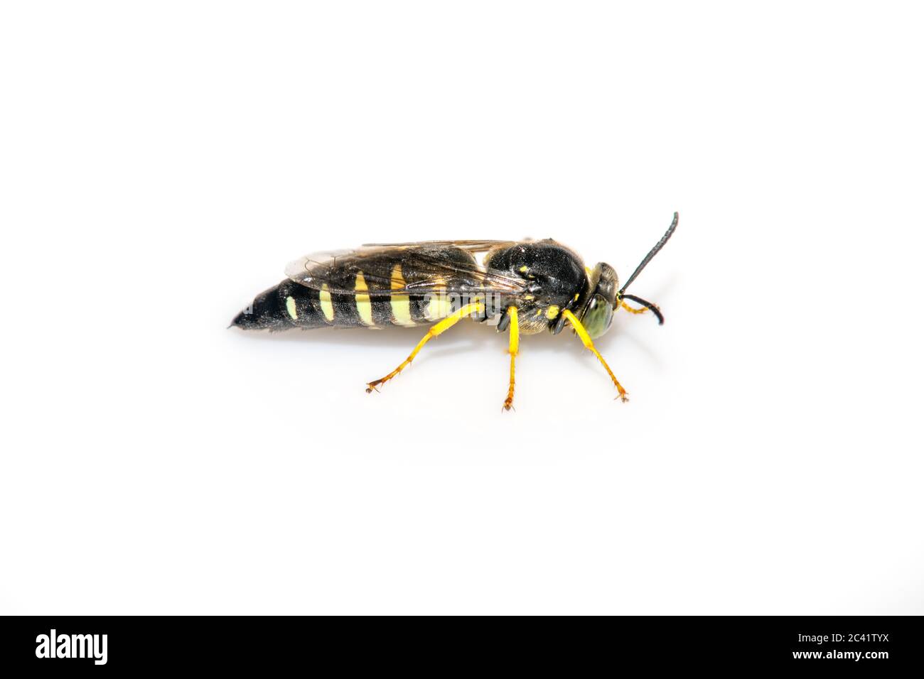 Maschio Sand Wasp - Bicyrtes quadrifasciatus - su sfondo bianco Foto Stock