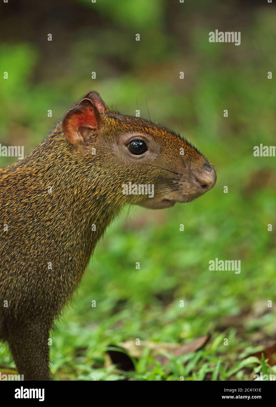 Agouti dell'America centrale (Dasyprocta punctata) primo piano di Pico Bonito dell'adulto, Honduras febbraio 2016 Foto Stock
