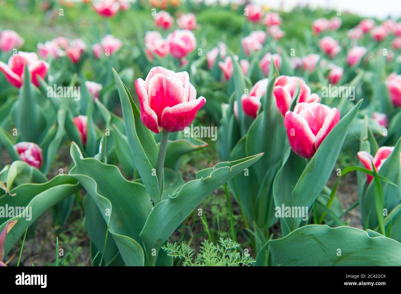 Pezzo di natura. Banner floreale per negozio di fiori. Campo rosa di tulipani, Paesi Bassi. Campo bulbo in primavera. Armonia in meditazione. Bellissimi campi di tulipani rosa. Olanda in primavera. Foto Stock