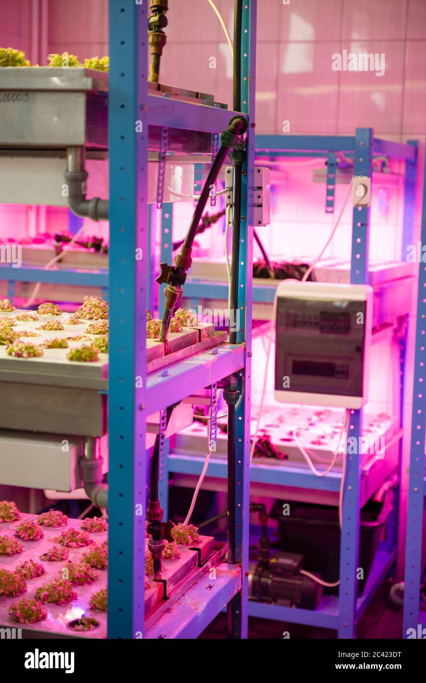 Mosca, Russia 13 maggio 2020: Impianti in un sistema verticale in crescita con luci a LED. Foto Stock Mosca, Russia 13 maggio 2020: Impianti in un sistema verticale in crescita con luci a LED. Foto Stock