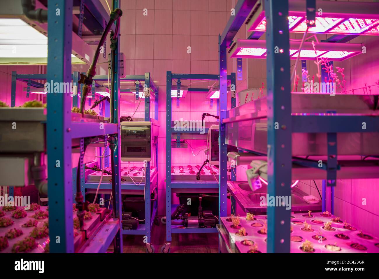 Mosca, Russia 13 maggio 2020: Impianti in un sistema verticale in crescita con luci a LED. Foto Stock Mosca, Russia 13 maggio 2020: Impianti in un sistema verticale in crescita con luci a LED. Foto Stock
