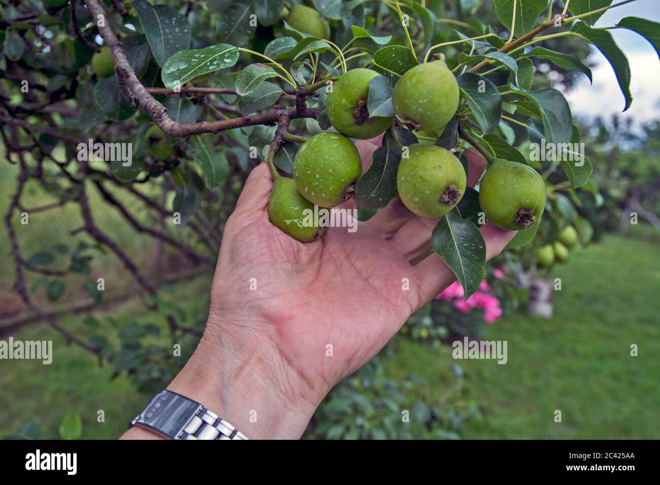 Belle mele giovani che crescono su un albero. L'agricoltore visita il frutteto e verifica la qualità del nuovo genere nel frutteto. Foto Stock