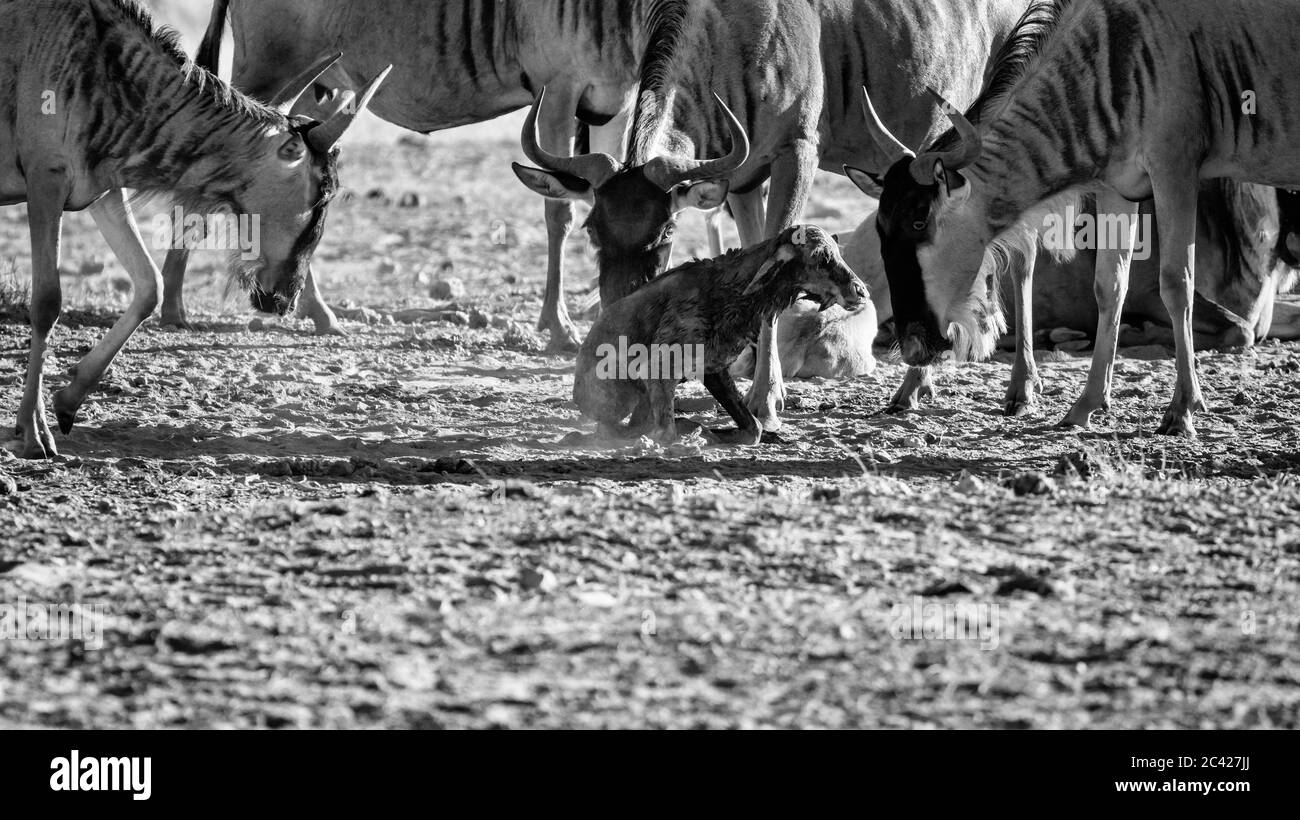 Il vitello neonato GNU blue wildebeest cerca di stare in piedi per la prima volta, protetto da madre e mandria. Parco Nazionale di Amboseli, Kenya, Africa. Bianco e nero Foto Stock