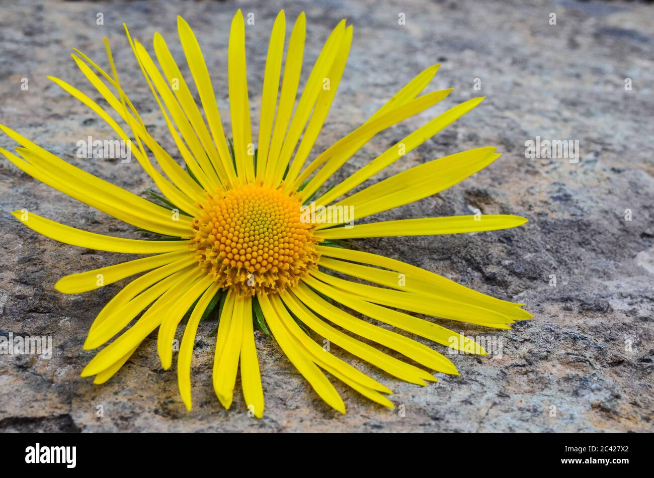 Fiore giallo della foresta Elecamppane ( Inula helenium) o Horse-Heal, o Marchalan su sfondo di pietra naturale, vista ravvicinata Foto Stock