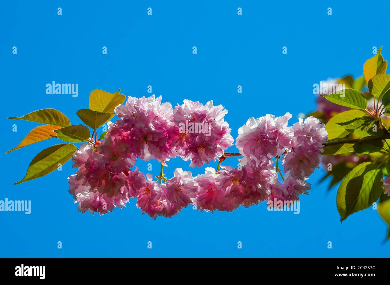 Sakura fiorisce su un torso contro il cielo limpido e blu Foto Stock