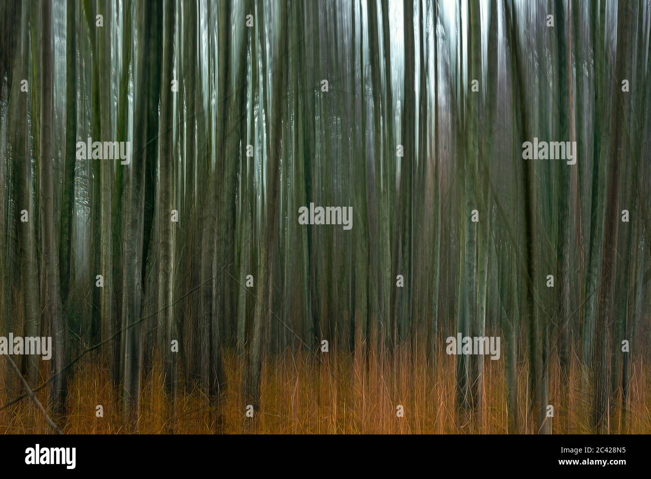 Paesaggio astratto della foresta deciduo. Paesaggio di Woodland, sfocatura del movimento con tecnica di panning. Nel paesaggio artistico della foresta sfocata. Natura tranquilla. Foto Stock