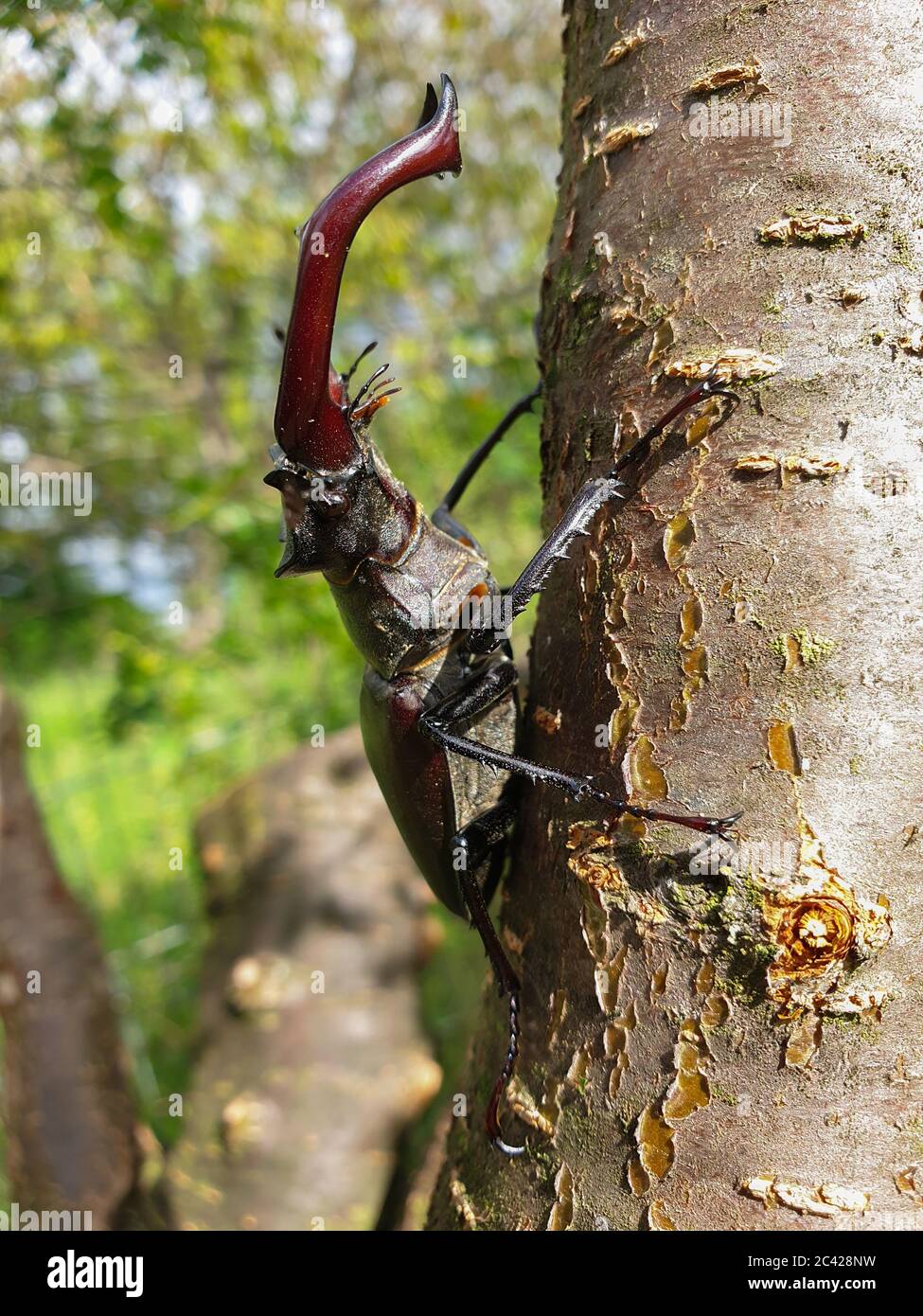 Vista laterale primo piano di un grande barile di cervo maschio europeo (Lucanus cervus) insetto sul ramo dell'albero, in sole giornate estive. Gli scarabei di Stag sono una famiglia di circa 1 Foto Stock