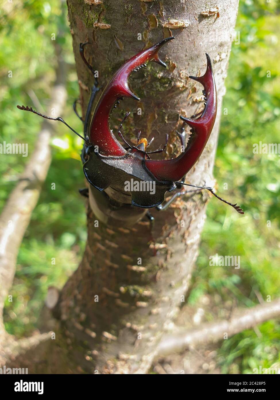 Primo piano di un grande barile di cervo maschio europeo (Lucanus cervus) testa di insetto con mandiboli, sul ramo di albero, in giornata di sole. Gli scarabei di Stag sono una famiglia di abo Foto Stock