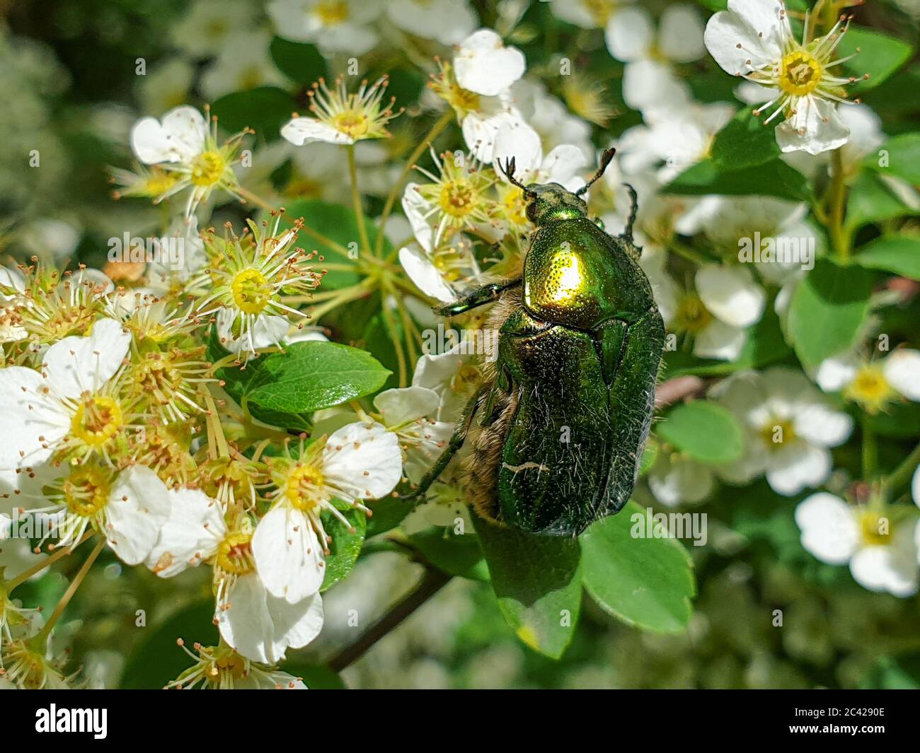 Primo piano di una rosone europea (Cetonia aurata) o di un insetto di una rosata verde su una pianta in giardino impollinante vegetazione, in estate Foto Stock