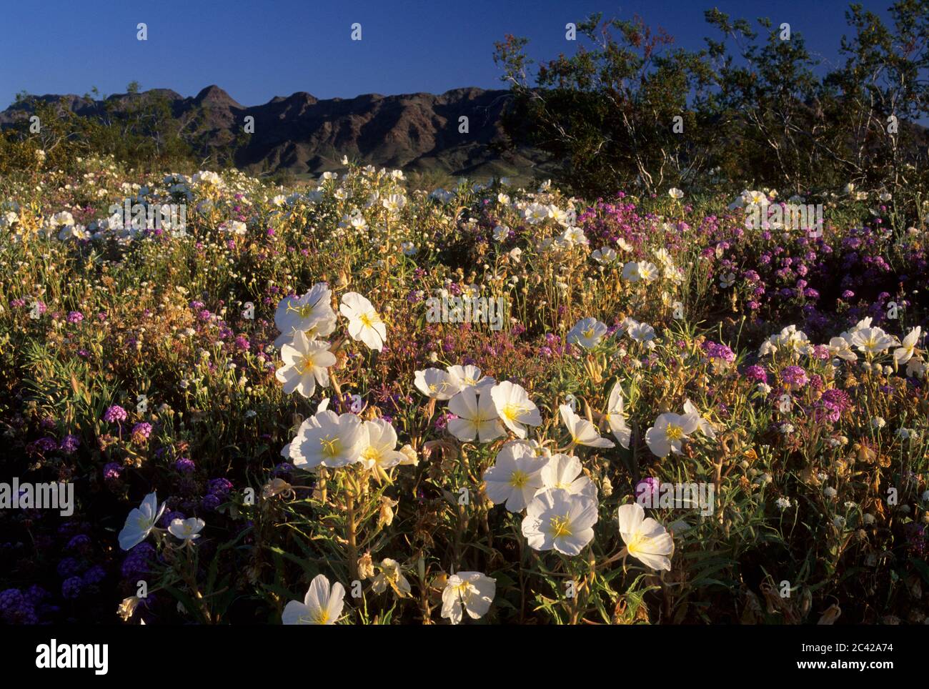 La verbena sabbia & Desert primrose, Giglio del Deserto Santuario, California Foto Stock