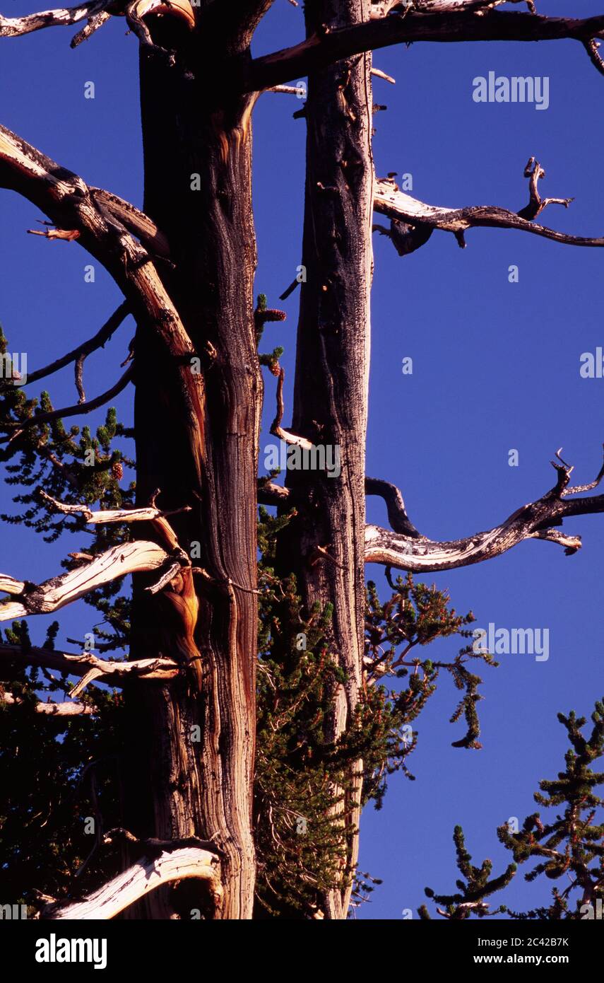 Pino di setole a Schulman Grove, Antica Foresta di pino di Bristlecone, Antica strada panoramica nazionale di Bristlecone, Foresta nazionale di Inyo, California Foto Stock