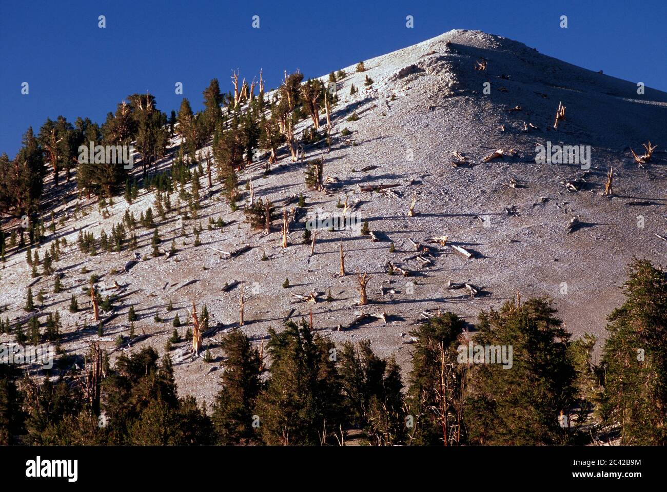 Patriarch Grove Edge, Antica Foresta di Pino di Bristlecone, Antica strada panoramica nazionale di Bristlecone, Foresta nazionale di Inyo, CA Foto Stock