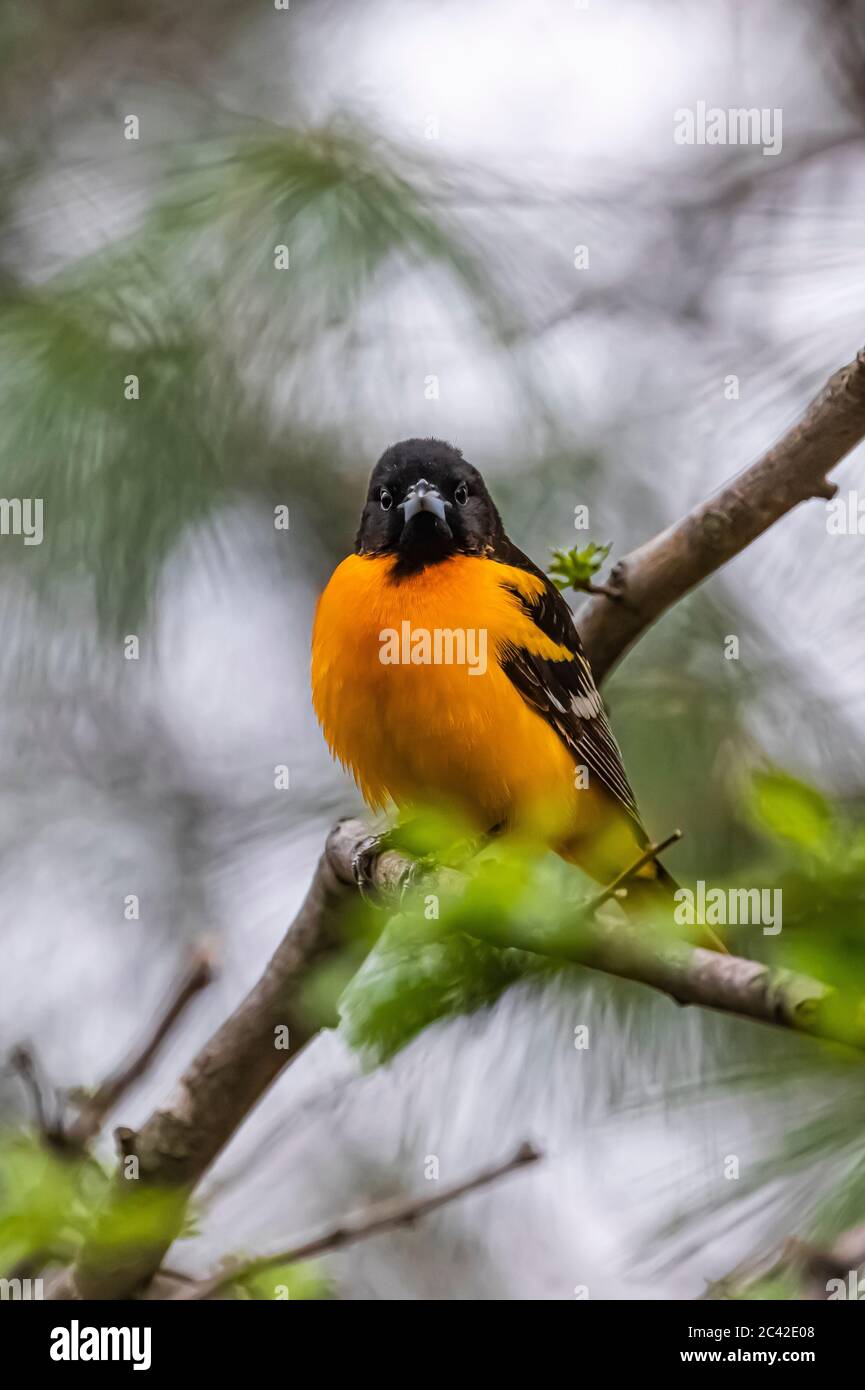 Baltimora Oriole, Icterus galbula, in primavera nel Michigan centrale, Stati Uniti Foto Stock