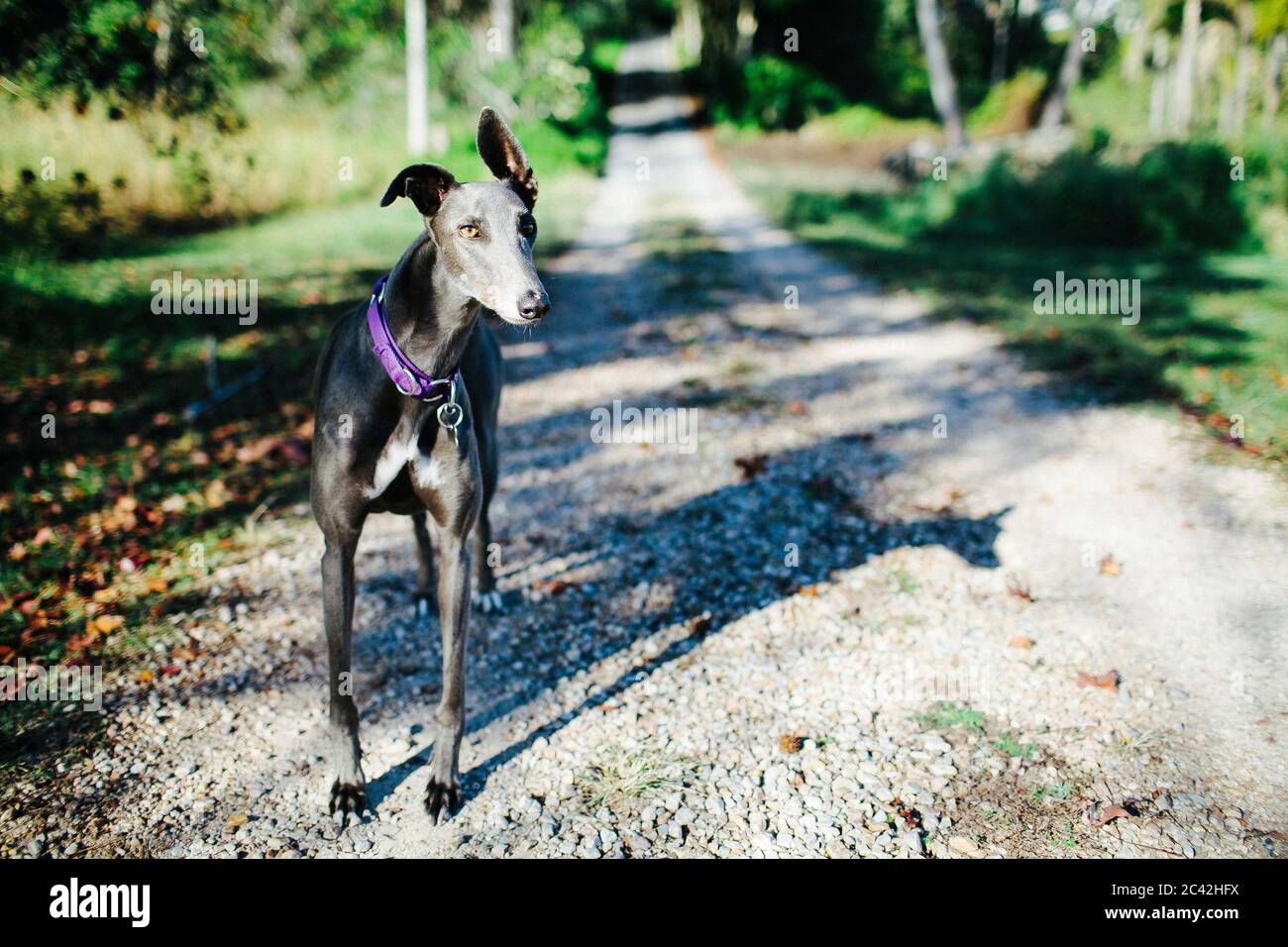 Un cane levriero si trova su un vialetto di accesso su un soleggiato giorno Foto Stock