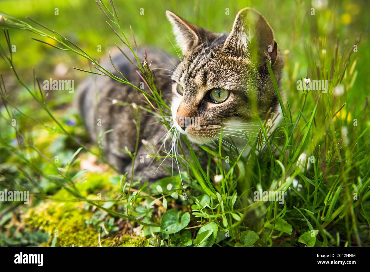 Housecat che gioca nel cortile e nel giardino Foto Stock