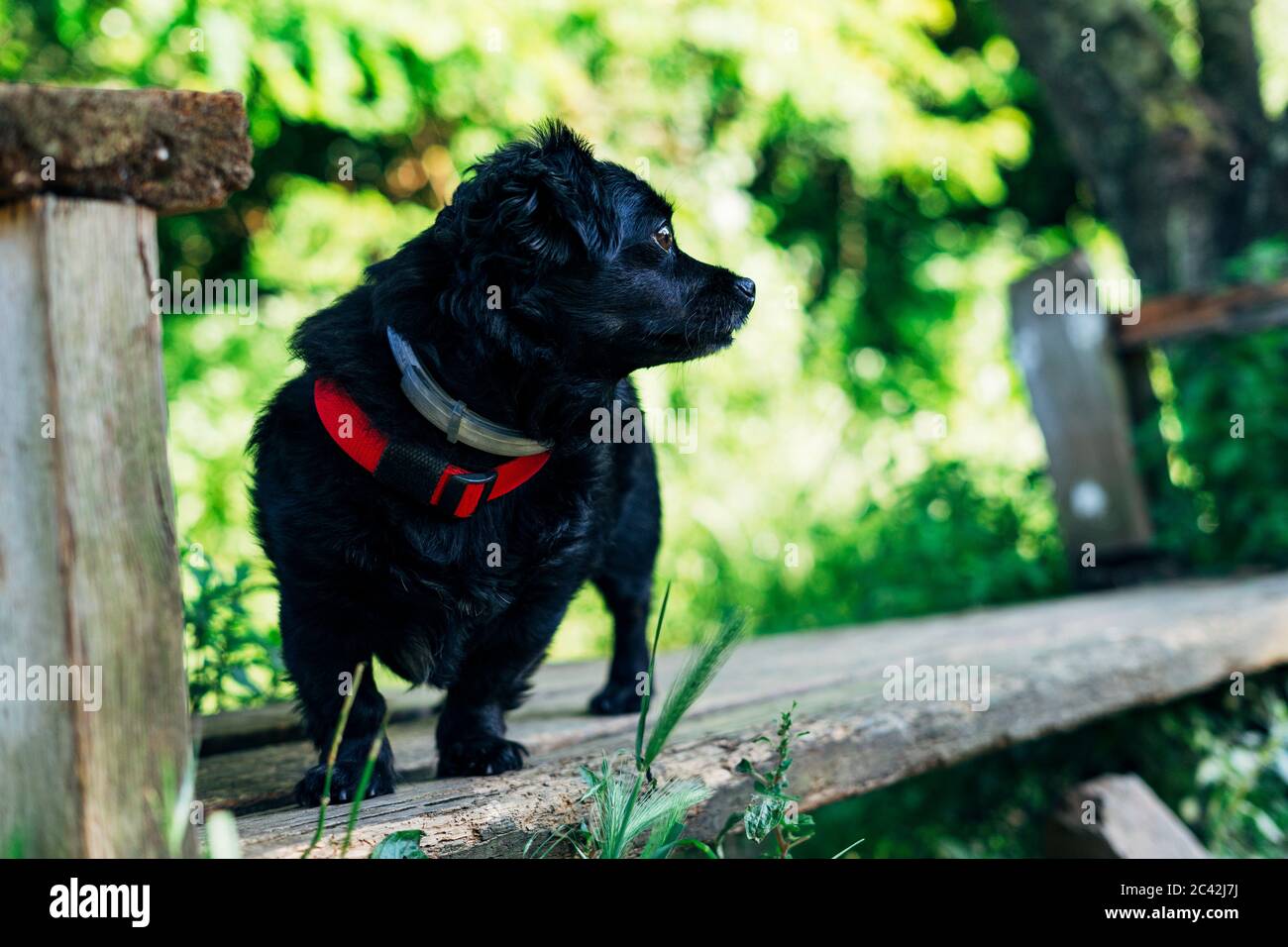 Cane nero nei boschi. Escursione con il concetto di cane. Foto Stock