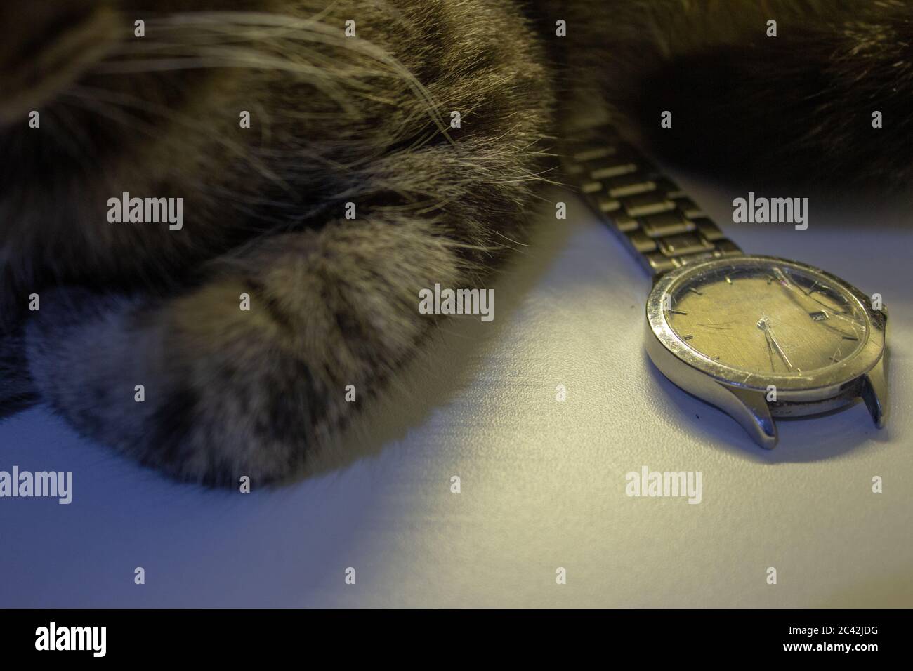 Orologio da polso rotto, con il suo vetro frantumato e danneggiato  bracciale, accanto ad un gatto Foto stock - Alamy