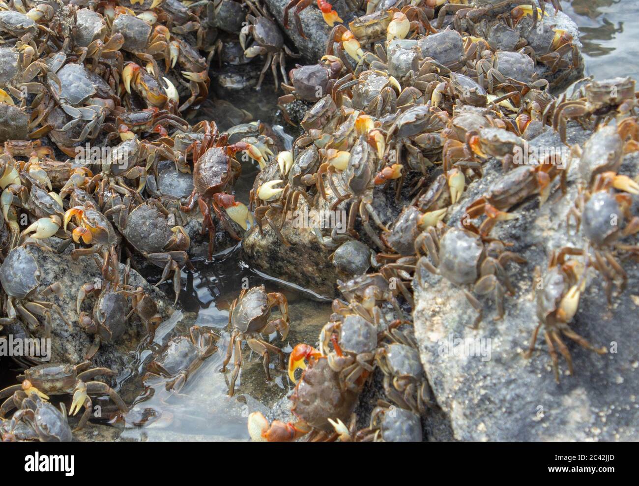 Una folla di granchi su una spiaggia rocciosa Foto Stock