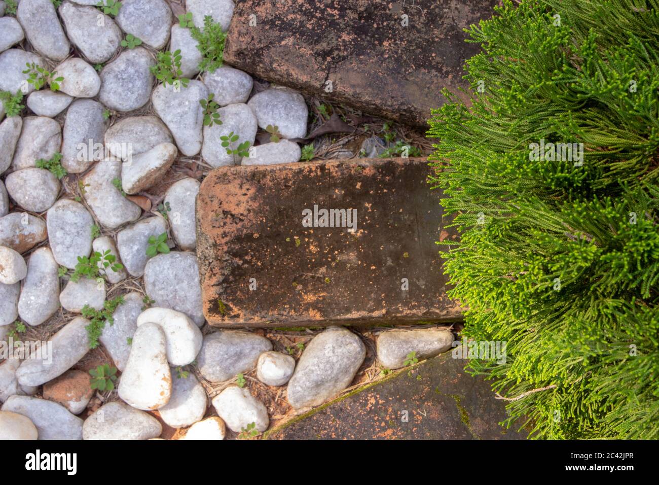 Un disegno di decorazione del giardino. Un pino circondato da mattoni con piccole pietre bianche non l'esterno Foto Stock
