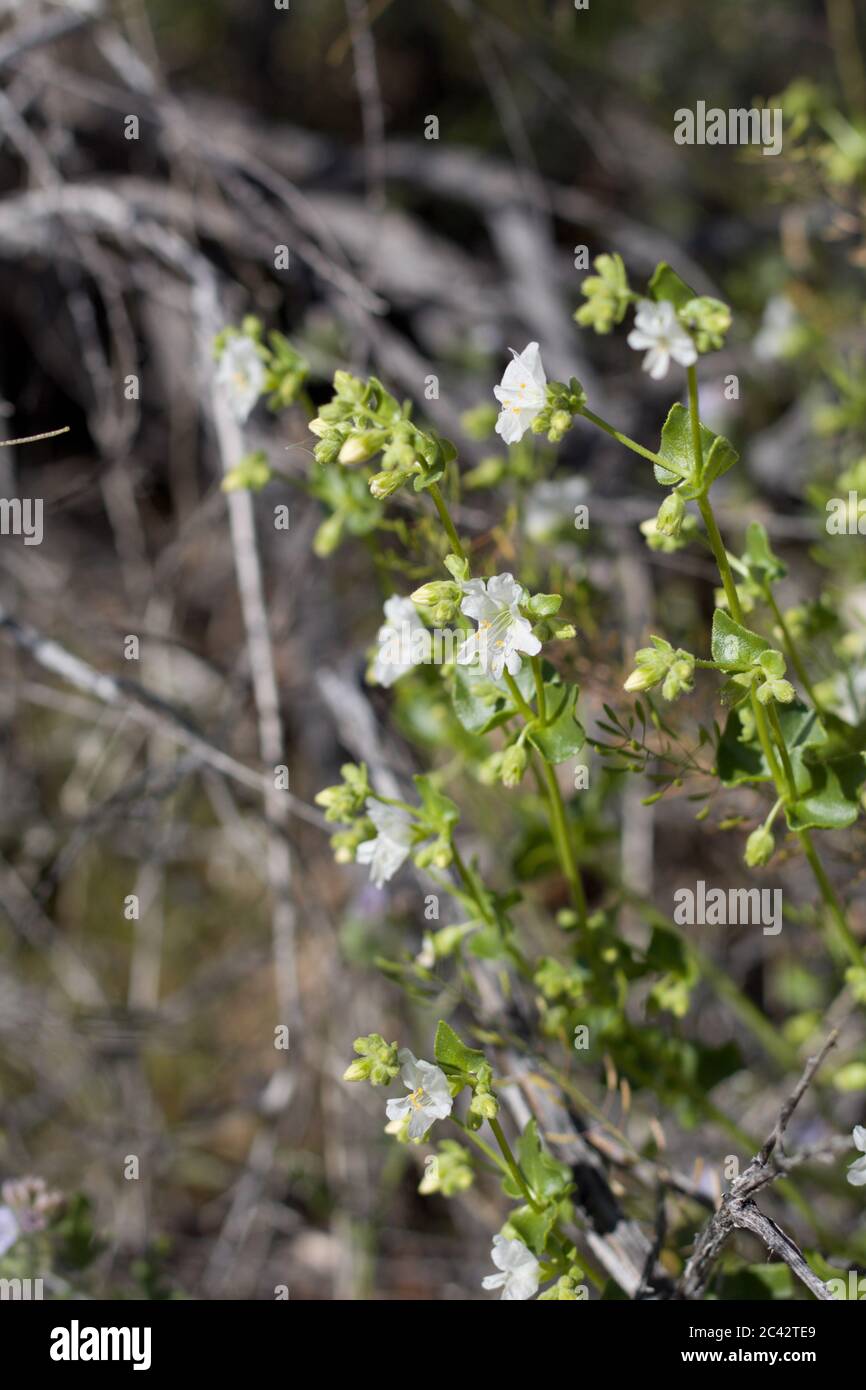 Fiori bianchi di Wishbone Bush, Mirabilis laevis, Nyctaginaceae, Subshub nativo, frange di palme Twentynine, deserto del Mojave meridionale, primavera. Foto Stock