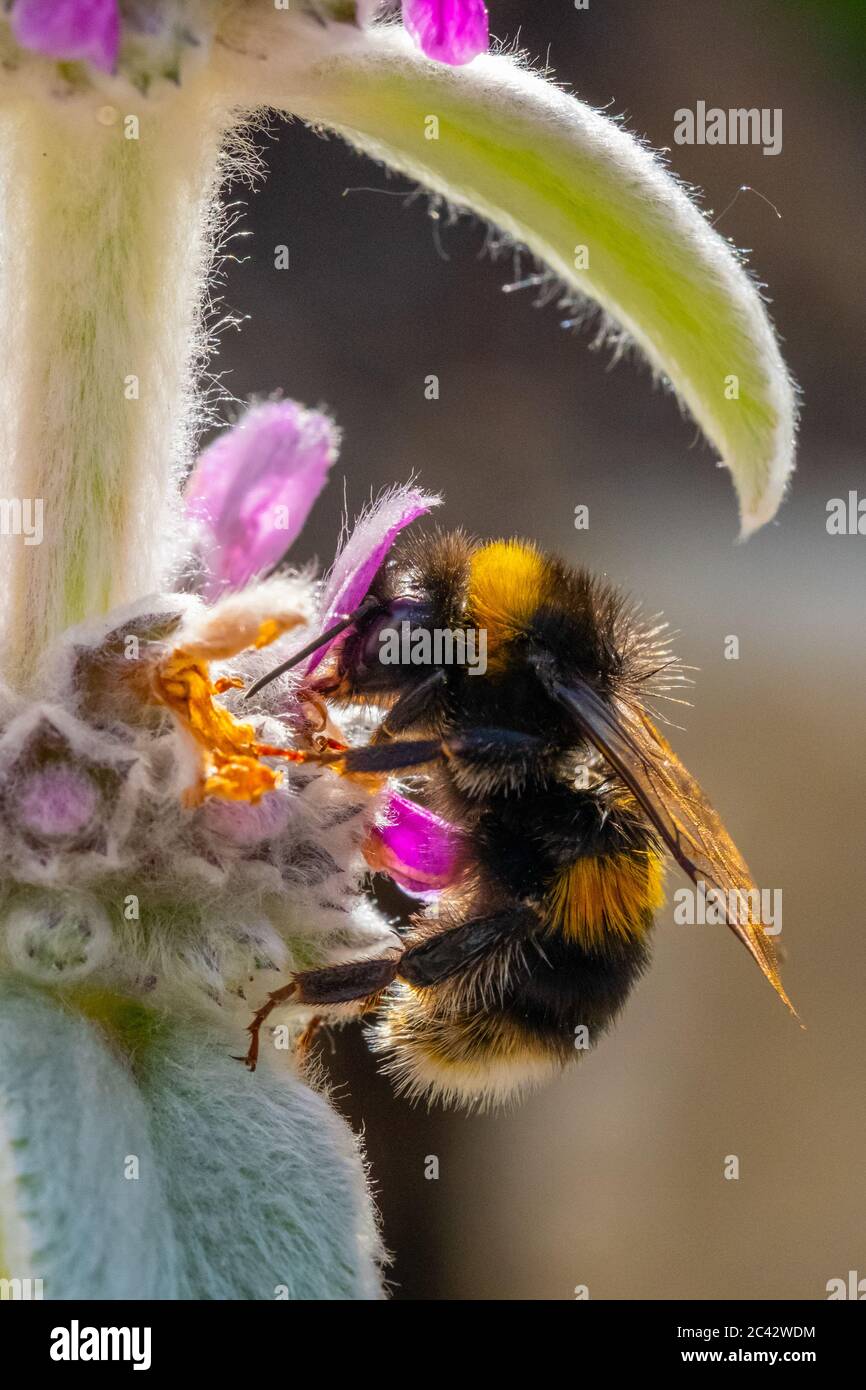 Ape che raccoglie il polline dall'orecchio dell'Agnello Foto Stock