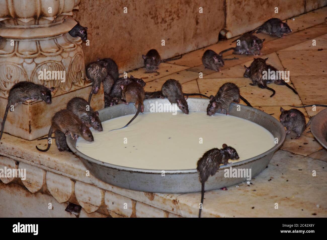 Ratti che bevono latte in un tempio in India Foto Stock